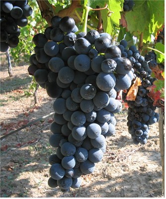 Aglianico 