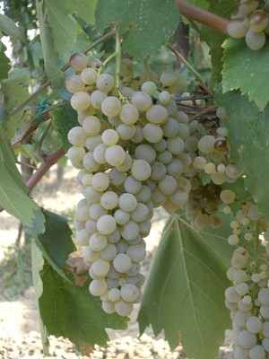 Falanghina 