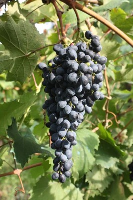 Barbera del Sannio