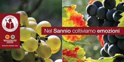 Nel Sannio coltiviamo emozioni...wine tour