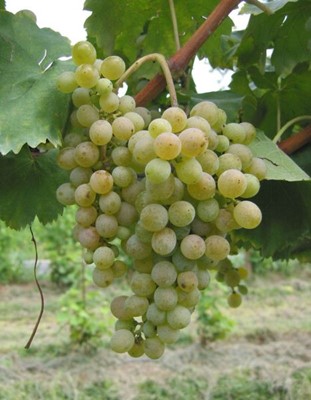 Fiano del Sannio 